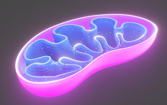 Mitochondrien